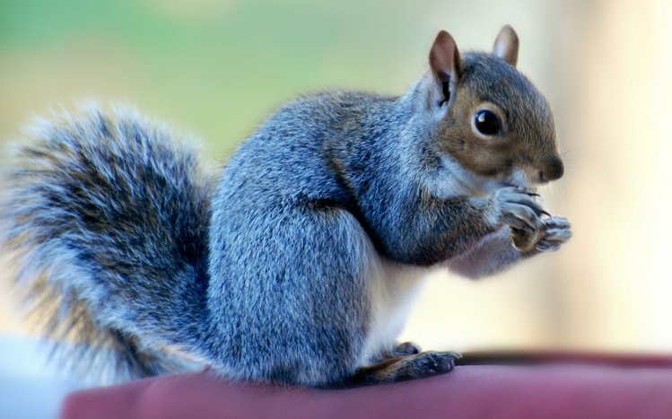 Squirrel Theme screenshot #11