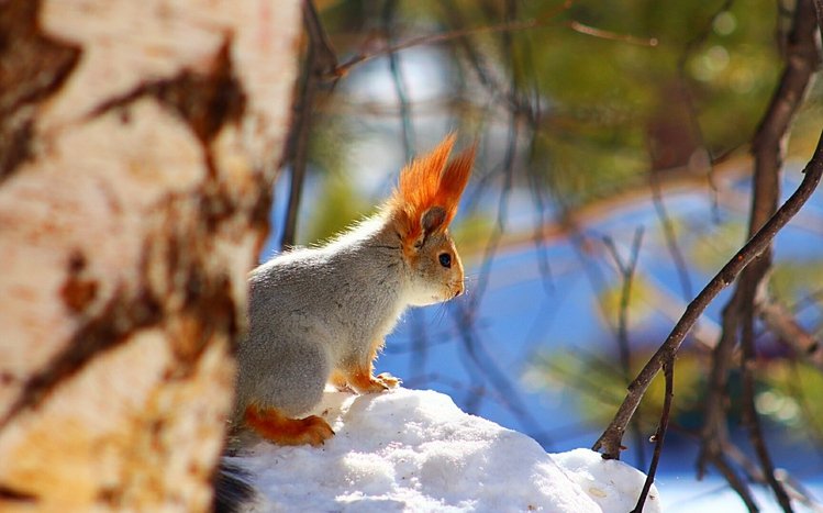 Squirrel Theme screenshot #15