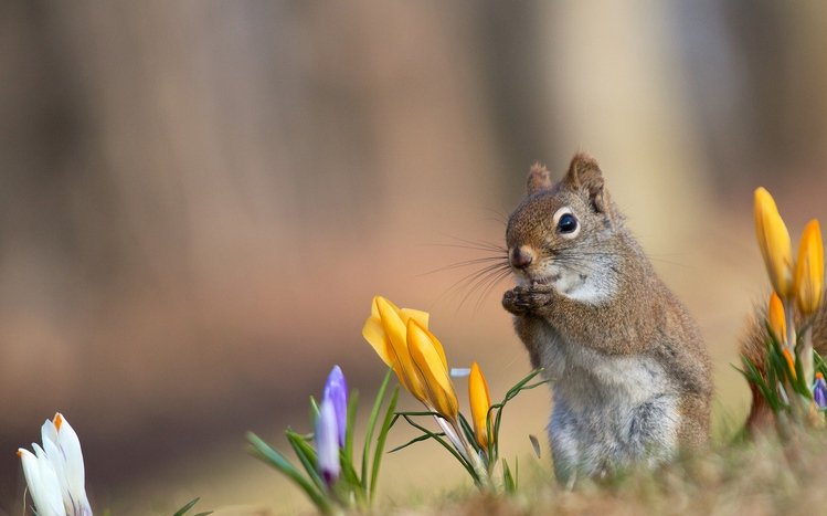 Squirrel Theme screenshot #10