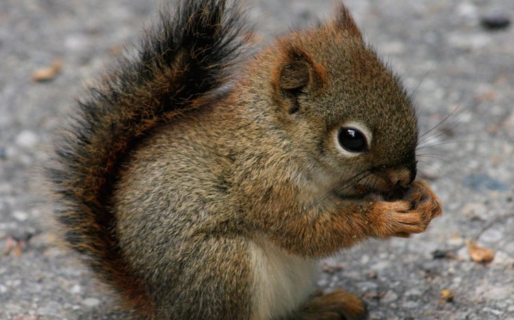 Squirrel Theme screenshot #12