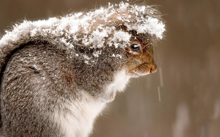 Squirrel Theme screenshot #2