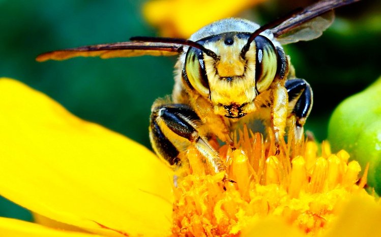 Wasp Theme screenshot #3