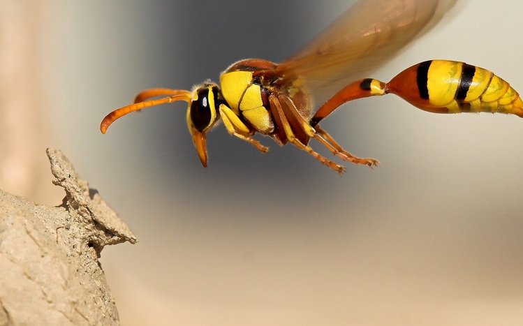 Wasp Theme screenshot #2