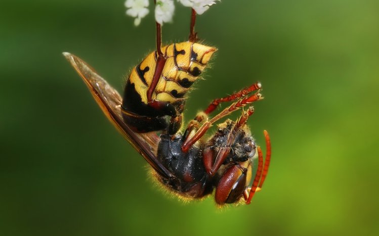 Wasp Theme screenshot #5