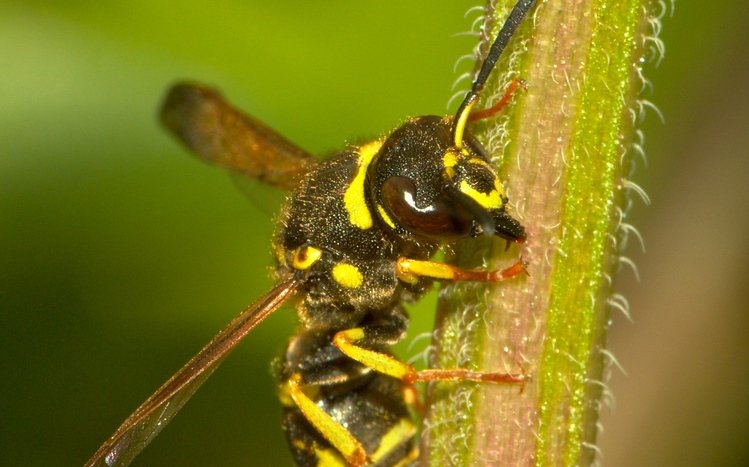 Wasp Theme screenshot #11