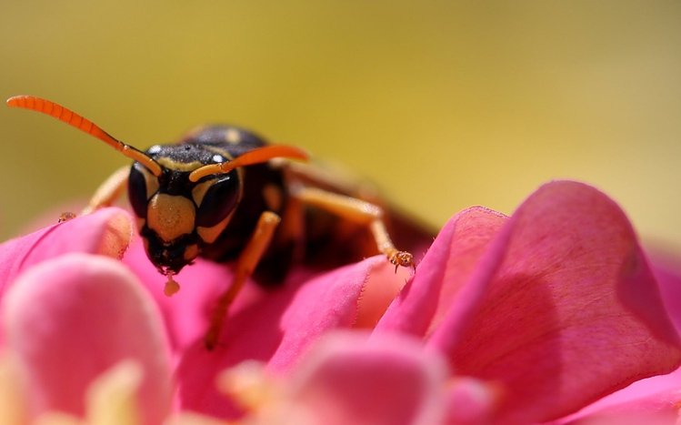 Wasp Theme screenshot #9