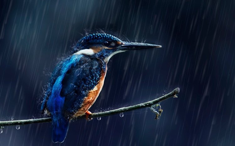 Kingfisher Theme screenshot #13