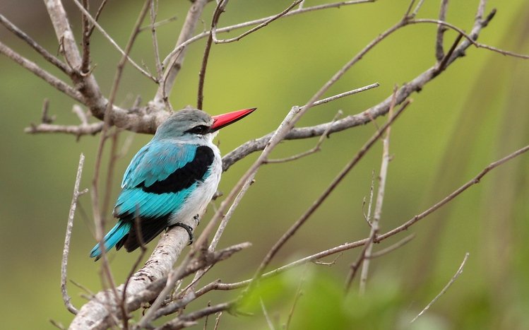 Kingfisher Theme screenshot #14