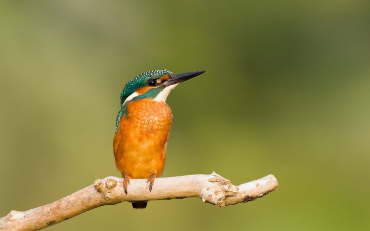 Kingfisher Theme screenshot #15