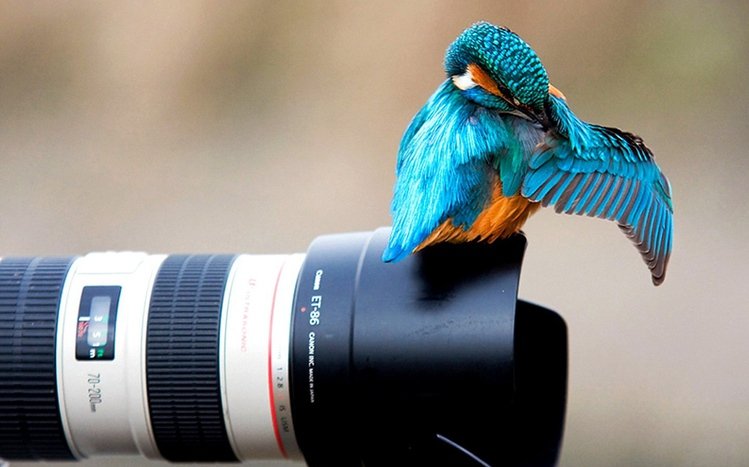 Kingfisher Theme screenshot #6