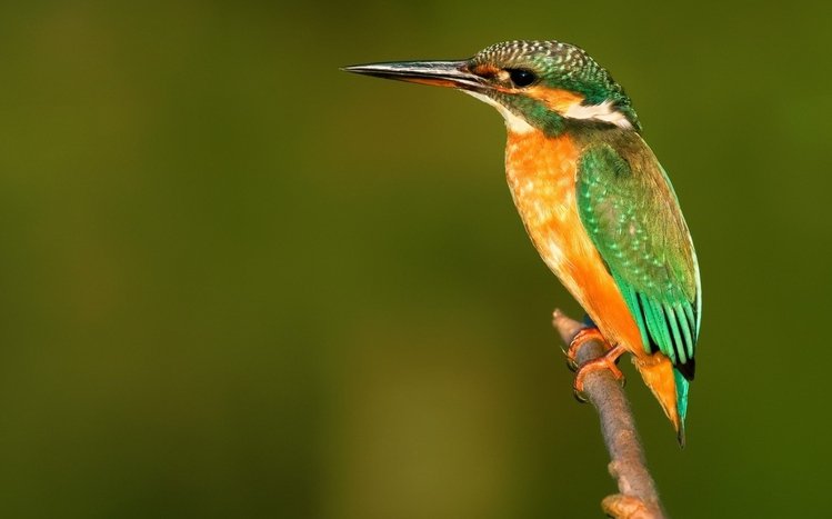 Kingfisher Theme screenshot #4