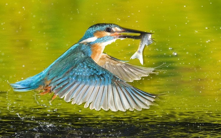 Kingfisher Theme screenshot #3