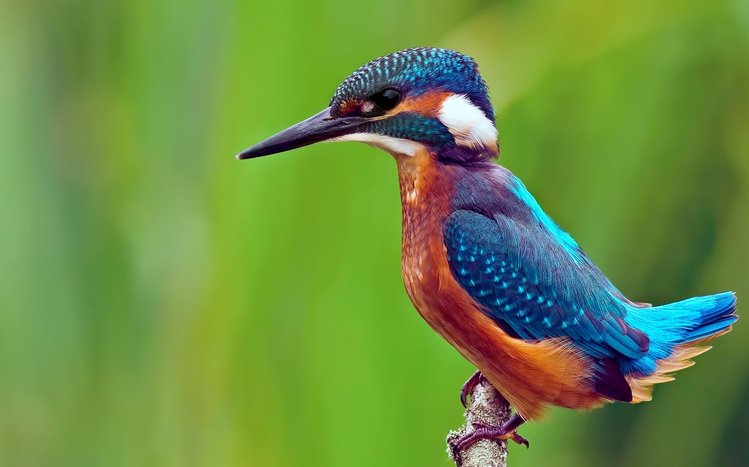 Kingfisher Theme screenshot #8