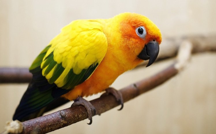 Parrot Theme screenshot #4