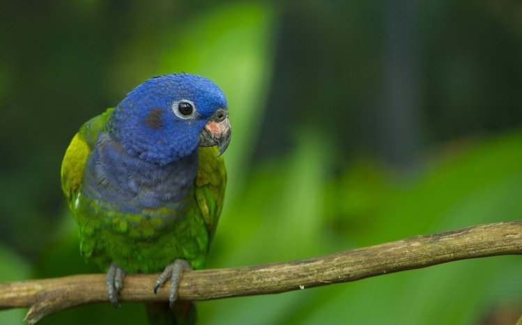 Parrot Theme screenshot #5