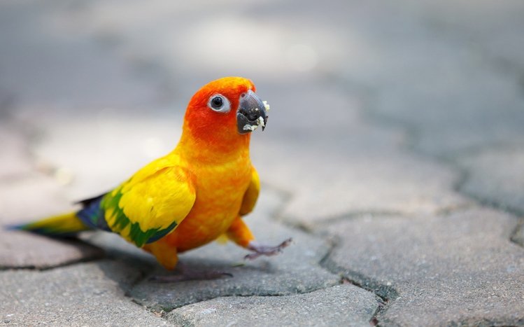 Parrot Theme screenshot #2