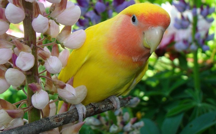 Parrot Theme screenshot #11