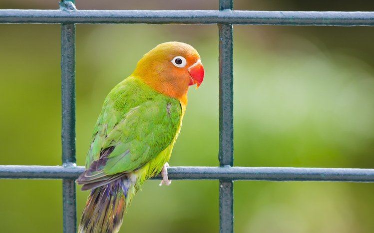 Parrot Theme screenshot #10