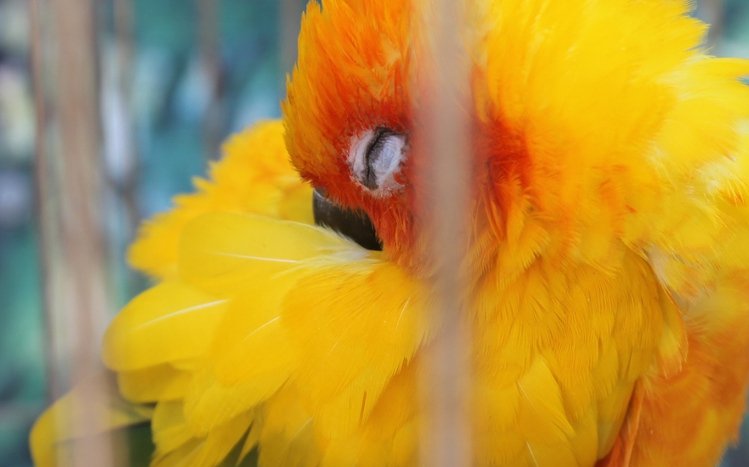 Parrot Theme screenshot #8