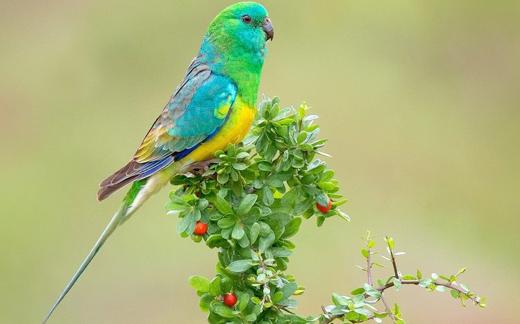 Parrot Theme screenshot #13