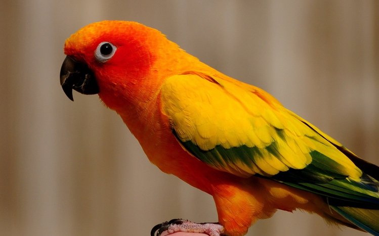 Parrot Theme screenshot #9