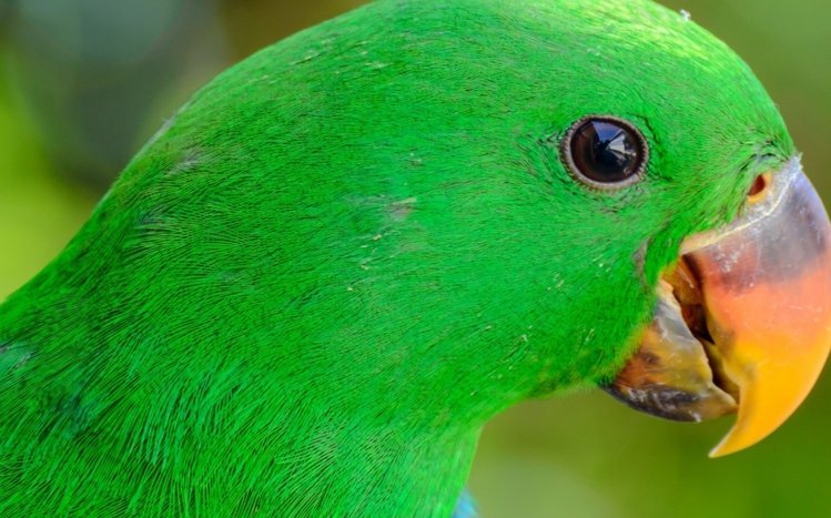 Parrot Theme screenshot #12