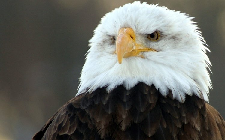 Bald Eagle Theme screenshot #7
