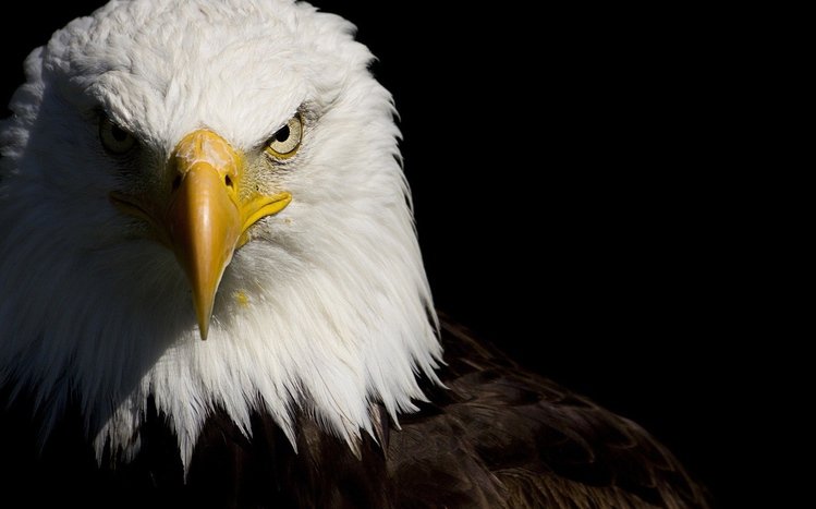 Bald Eagle Theme screenshot #1