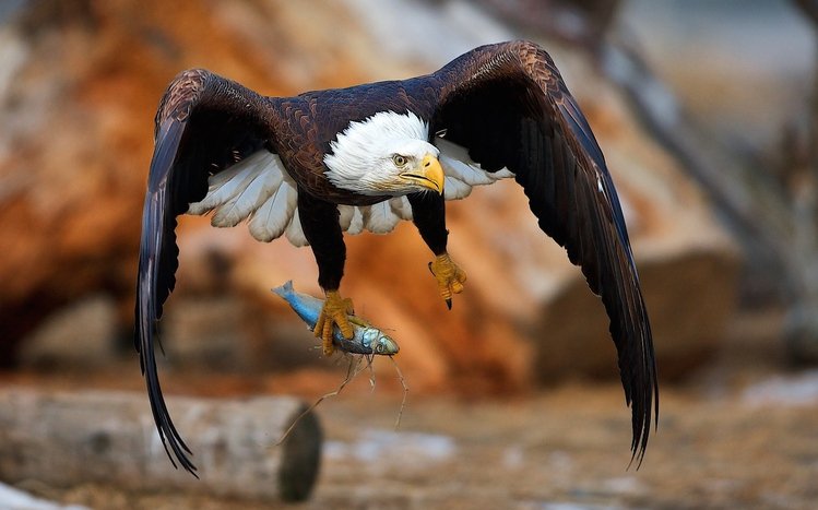 Bald Eagle Theme screenshot #14