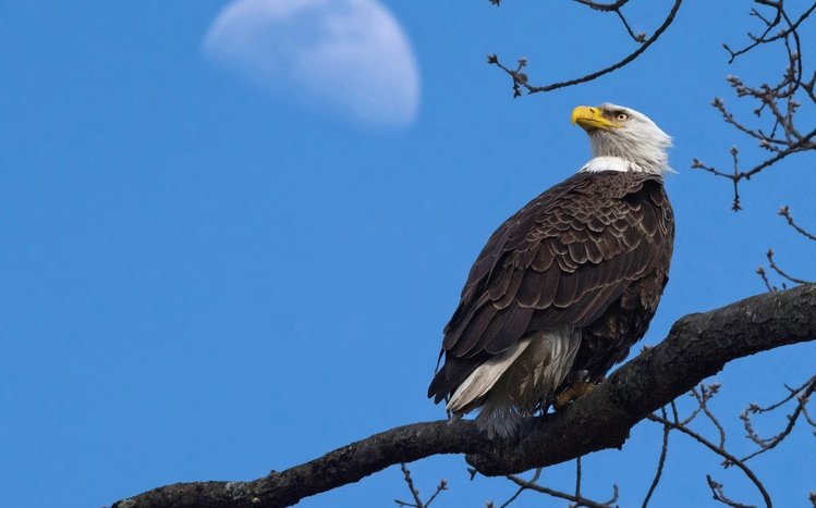 Bald Eagle Theme screenshot #13