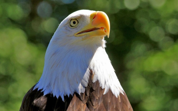 Bald Eagle Theme screenshot #3