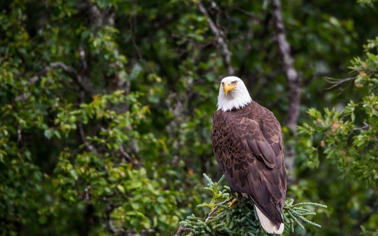 Bald Eagle Theme screenshot #15