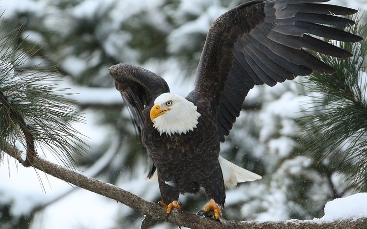 Bald Eagle Theme screenshot #11