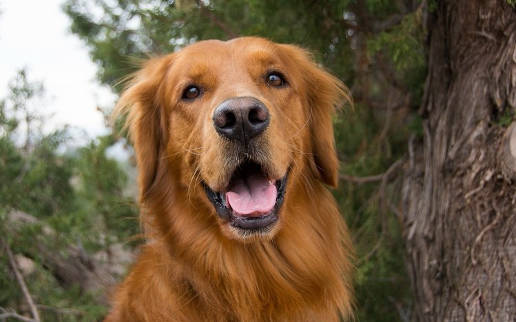 Golden Retriever Theme screenshot #6