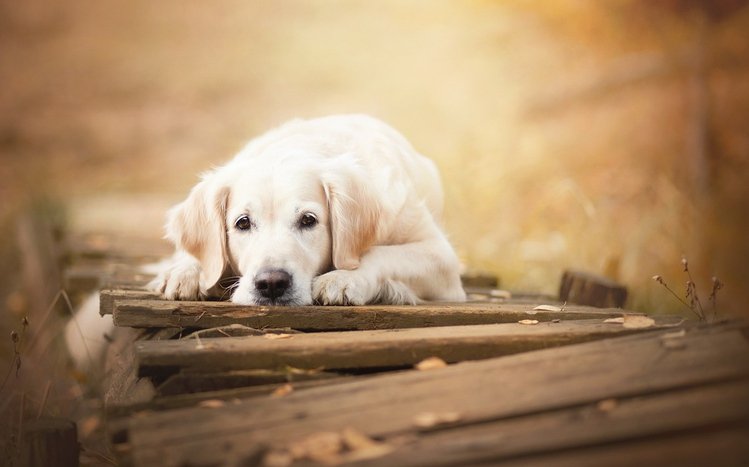 Golden Retriever Theme screenshot #9