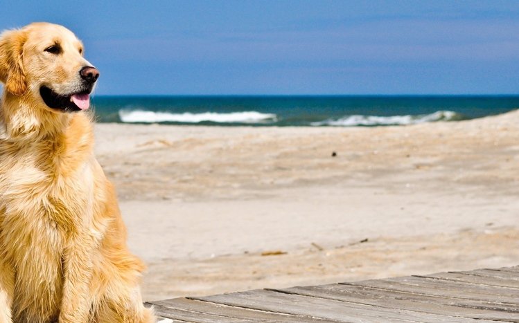 Golden Retriever Theme screenshot #7