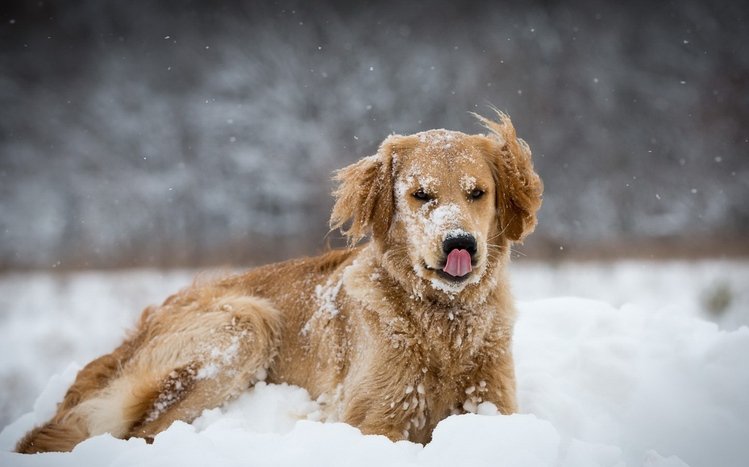 Golden Retriever Theme screenshot #14