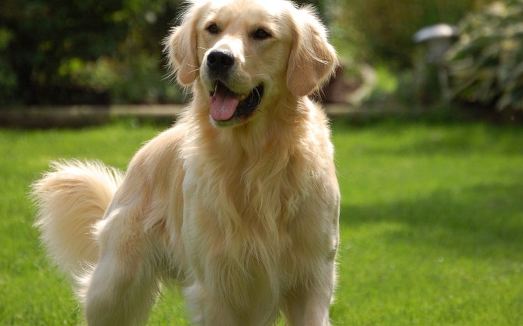 Golden Retriever Theme screenshot #5