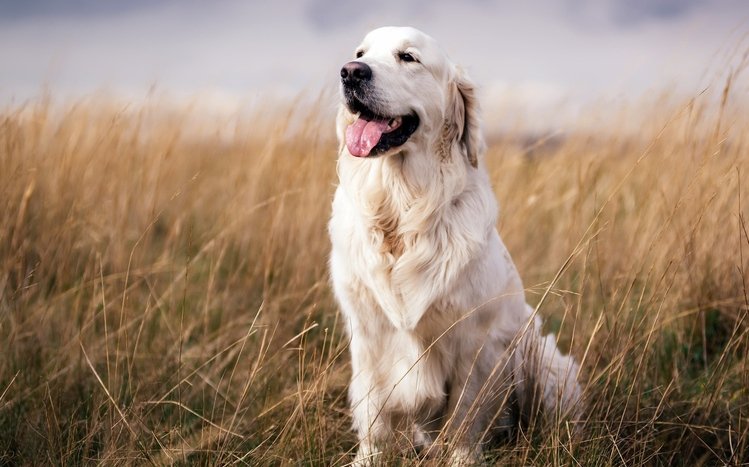 Golden Retriever Theme screenshot #10