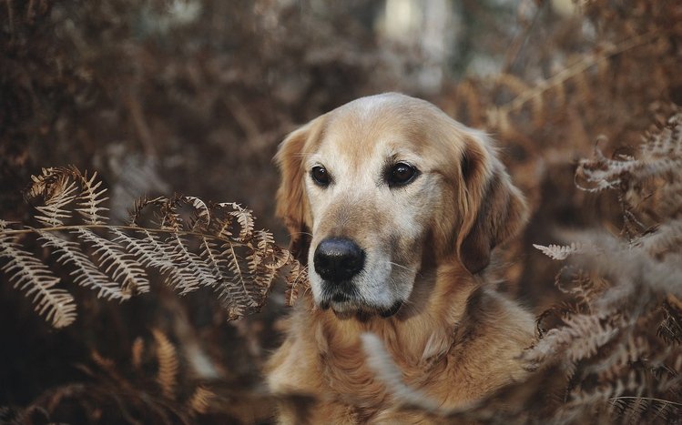 Golden Retriever Theme screenshot #15