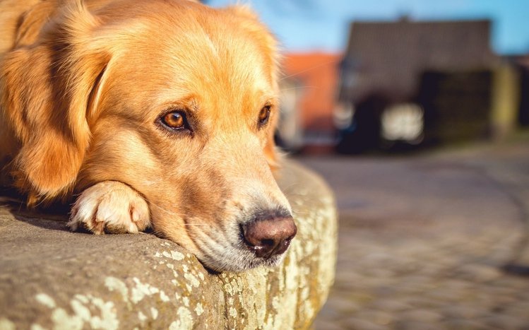 Golden Retriever Theme screenshot #12