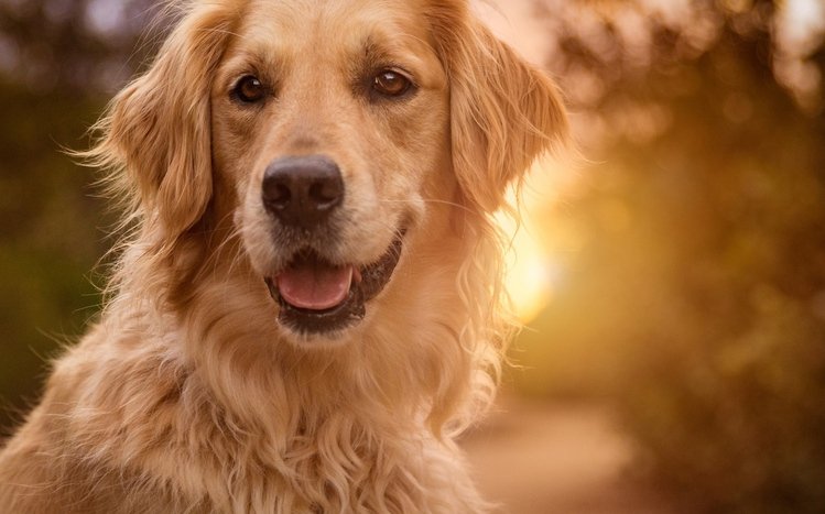 Golden Retriever Theme screenshot #13