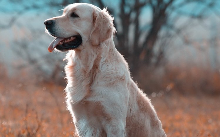 Golden Retriever Theme screenshot #8