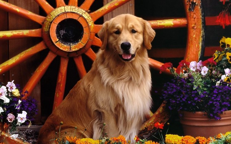 Golden Retriever Theme screenshot #1