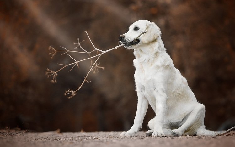 Golden Retriever Theme screenshot #11