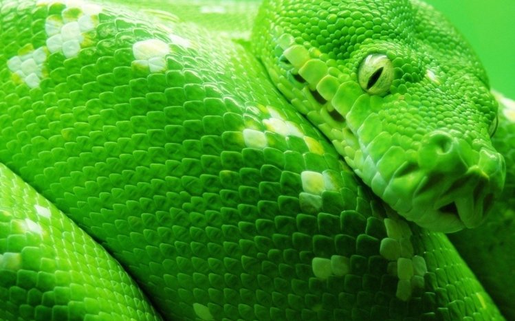 Python Theme screenshot #2