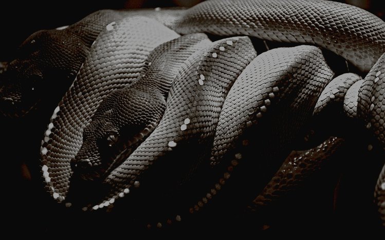 Python Theme screenshot #15