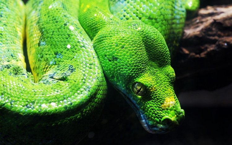 Python Theme screenshot #10