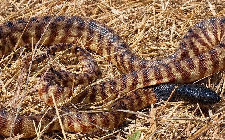 Python Theme screenshot #3