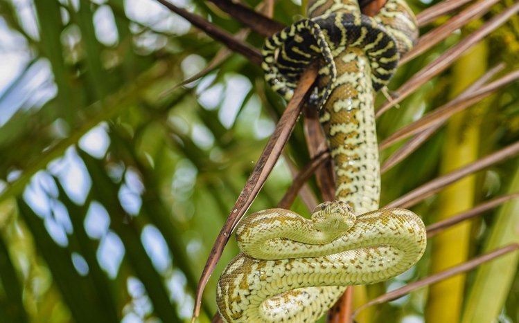 Python Theme screenshot #13